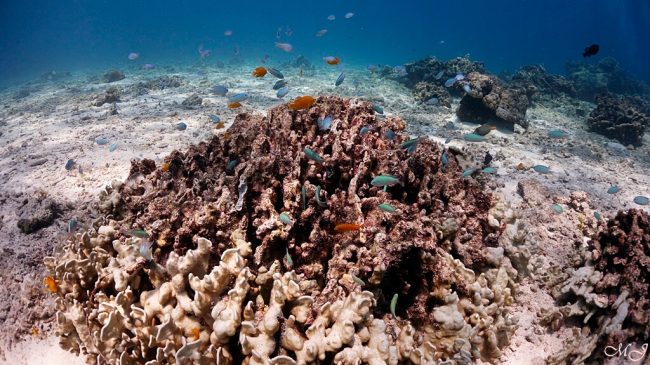 cute damsel fish in racha