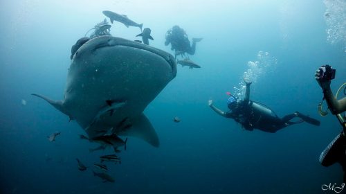 big whale shark at phiphi