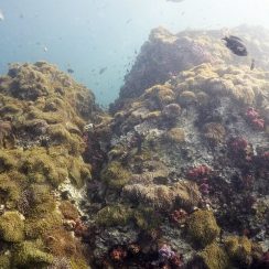 Anemone Reef at phuket Scuba Diving