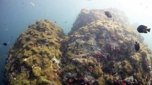 Anemone Reef at phuket Scuba Diving