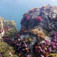 soft coral garden Scuba Diving in phuket