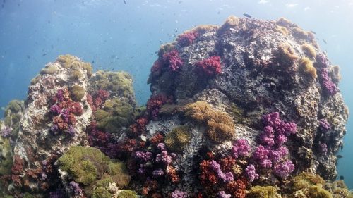 soft coral garden Scuba Diving in phuket