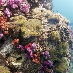 anemone and soft corals Scuba Diving in phuket