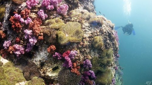 anemone and soft corals Scuba Diving in phuket