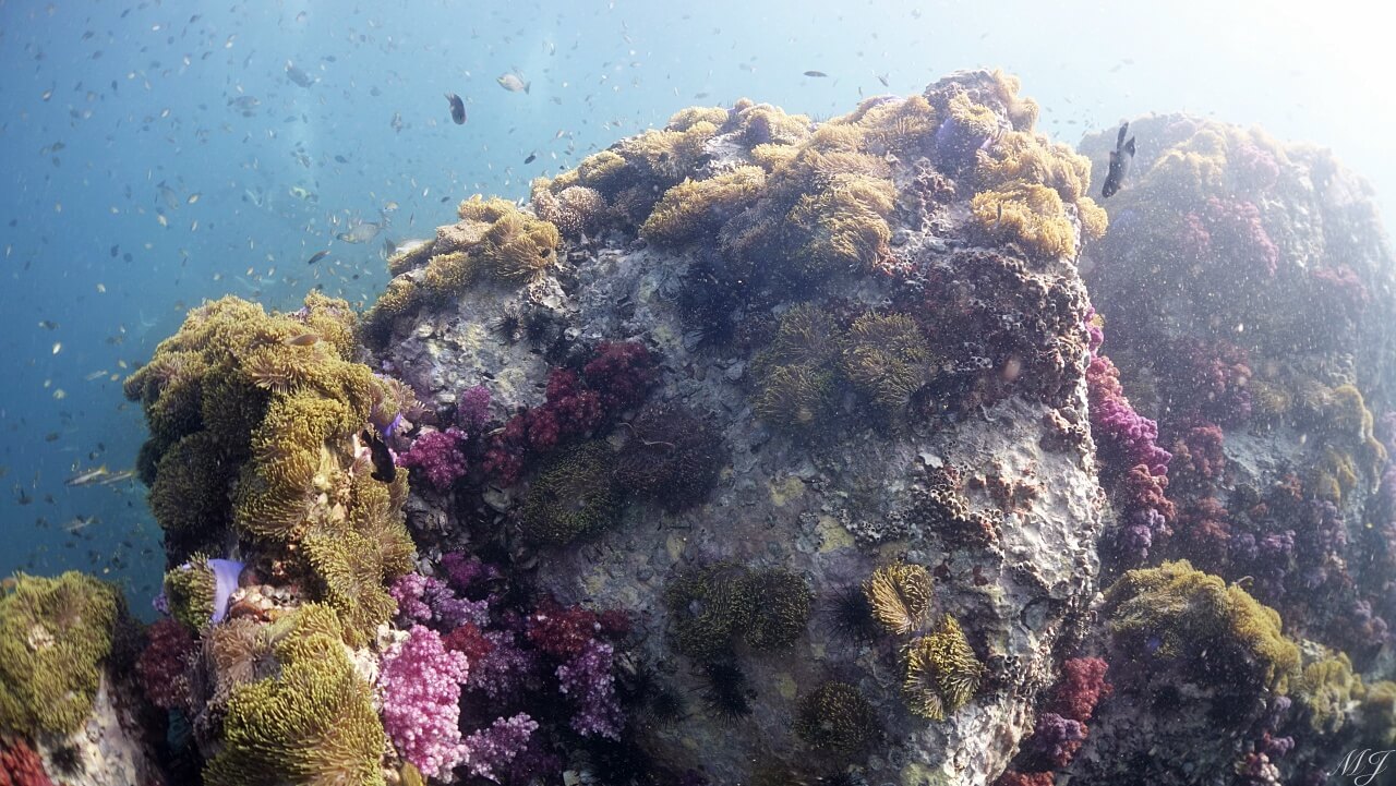 beautiful anemone