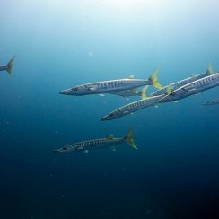 we can see so many big barracuda