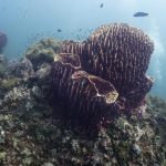 barrel sponge coral