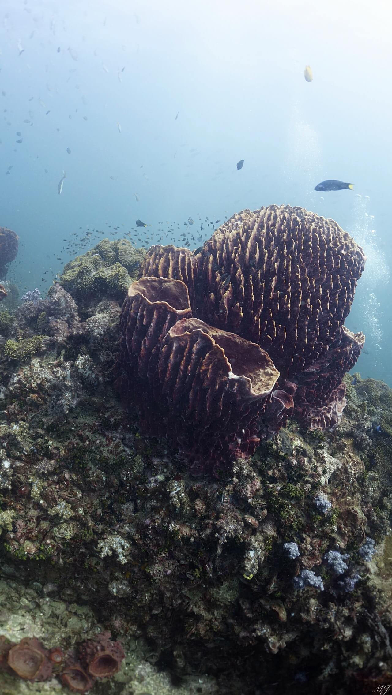 barrel sponge coral
