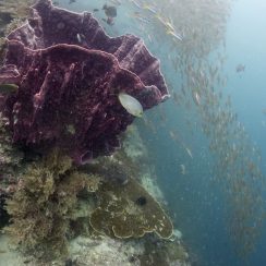 barrel sponge coral at koh dokmai Scuba Diving in phuket