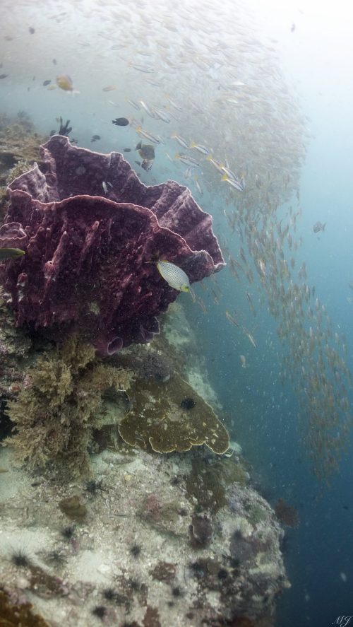 barrel sponge coral at koh dokmai Scuba Diving in phuket