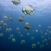 bat fishes like wall