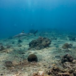 4 black tip reef sharks, diving in phiphi