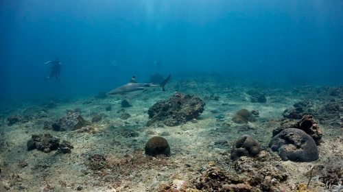 4 black tip reef sharks, diving in phiphi