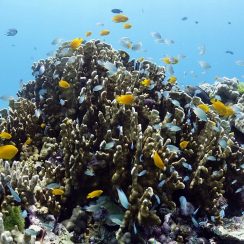 cute damsel fishes on the coral
