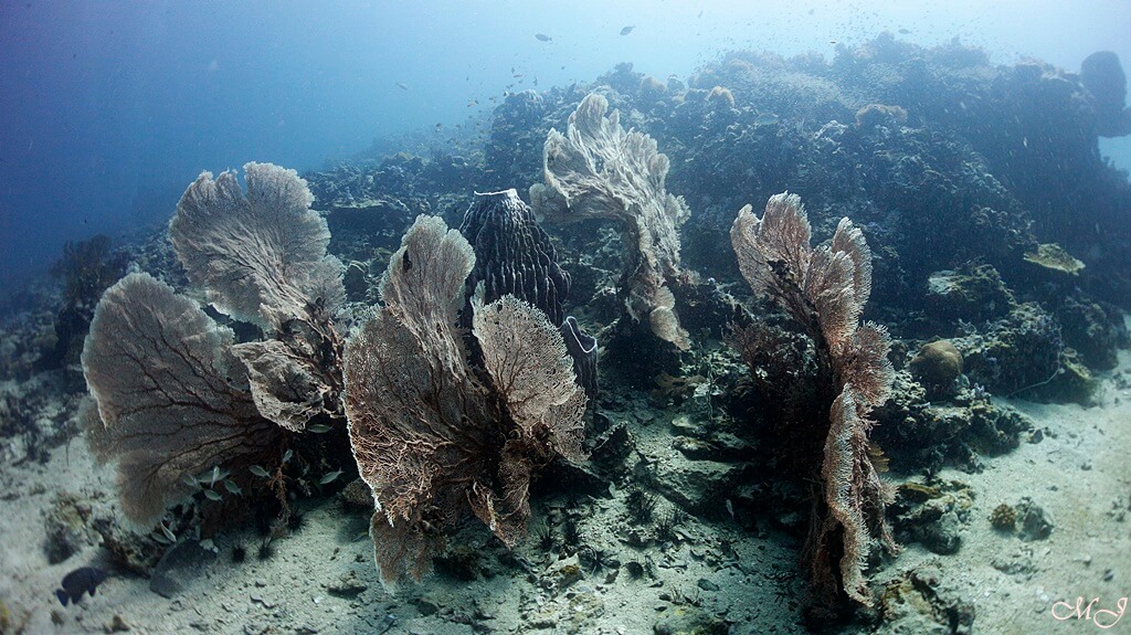 many fan corals