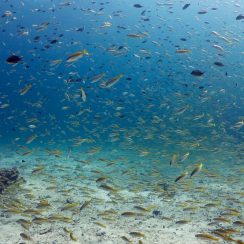 Beautiful under the sea