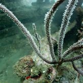 similar ghost, ghost pipe fish