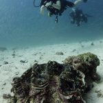 a diver with giant clam