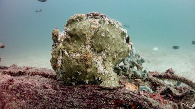 Big but cute Giant frog fish