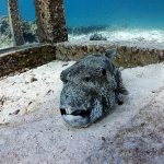 sleeping giant puffer fish