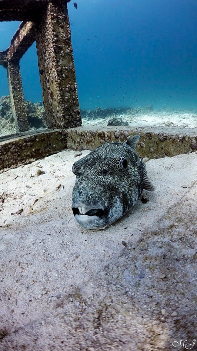 sleeping giant puffer fish