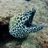 Giant honeycomb moray eel