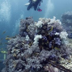 beautiful coral and beautiful diver