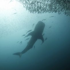 a Whale shark at king cruiser wreck