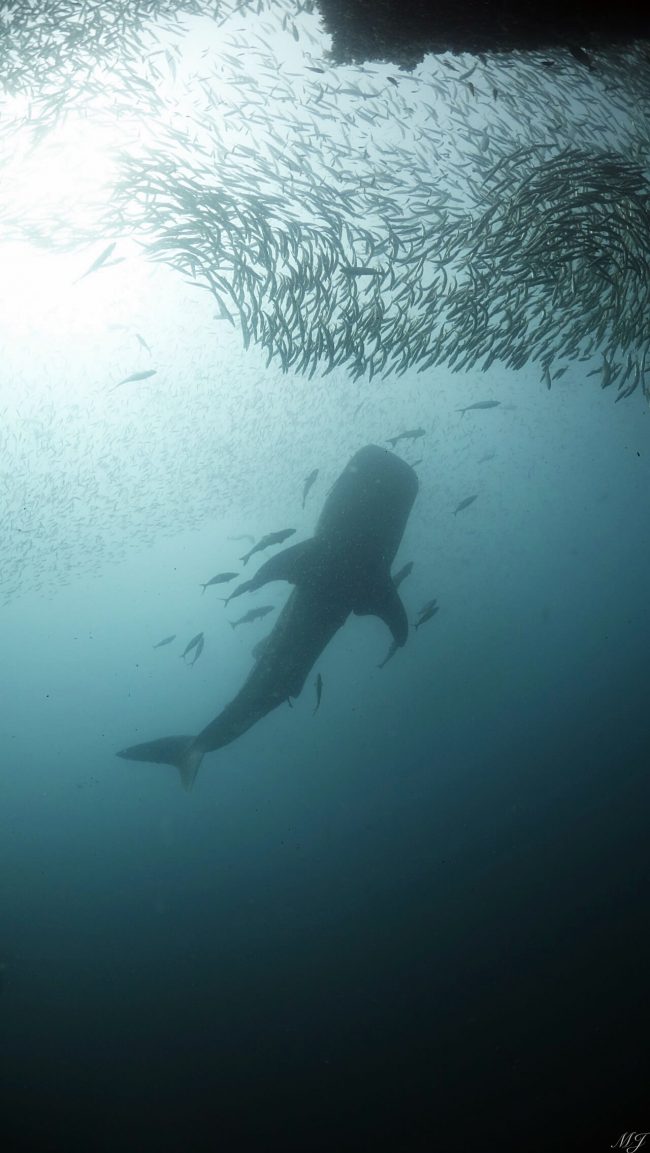 a Whale shark at king cruiser wreck