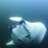 Giant Manta Ray at myanmar