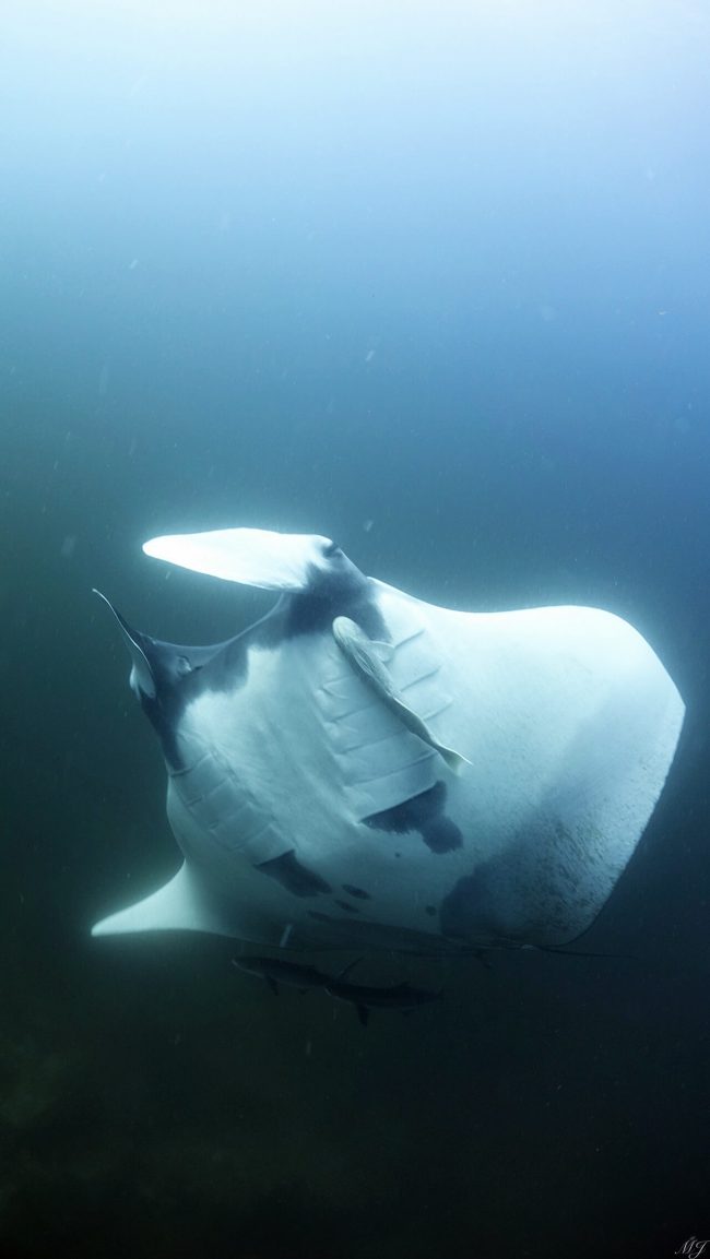 Giant Manta Ray at myanmar