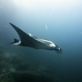flying manta at myanmar