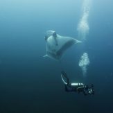 diver and manta