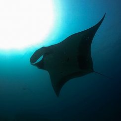 Big manta ray at Racha noi