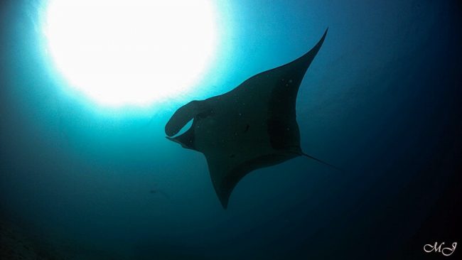 Big manta ray at Racha noi