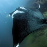 Giant Manta at similan