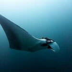 manta ray in south andaman