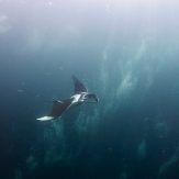 manta with bubble shower