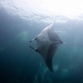beautiful giant manta with divers