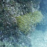 yellow snappers in myanmar
