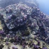 many purple soft corals