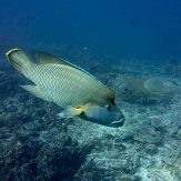 Napoleon fish in similan