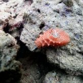 very cute small nudibranch