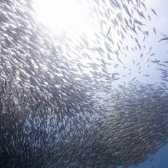 There are fishes more than water, diving in phiphi