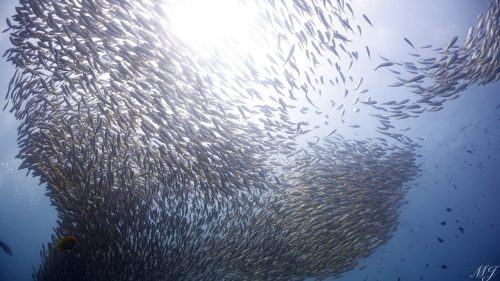 There are fishes more than water, diving in phiphi