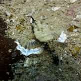 small and cute seamoth