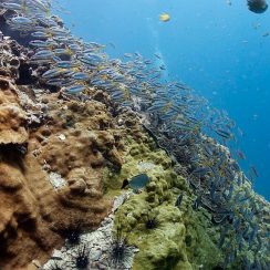 Koh dokmai is wall diving point Scuba Diving in phuket