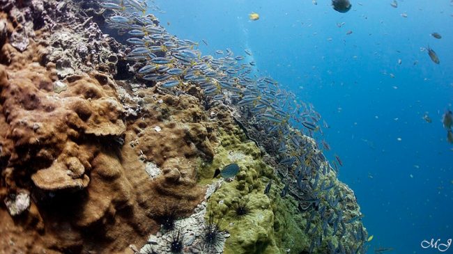 Koh dokmai is wall diving point Scuba Diving in phuket