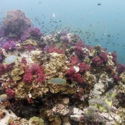 a diver at shark point