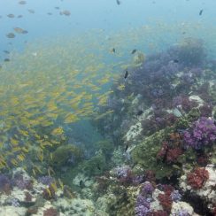 yellow fish and pink soft coral